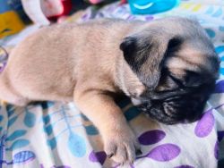 Pug Puppies available, Super Healthy and Active