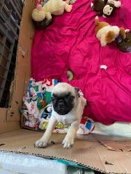 pug puppies ready for Forever home