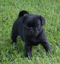 rehoming pug puppies
