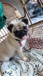 Pug puppies available in Chennai contact xxx4 615 589