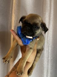 Pug puppy for rehome