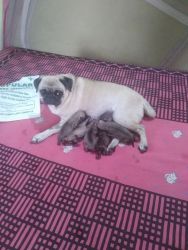 Fimail pug puppy avalable in home hygieneic atmosphere