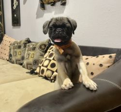 4 2month old Pugs for Sale!!