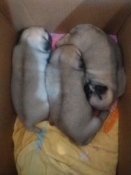 Male and female pug puppies