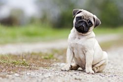 pug puppies for adoption fee