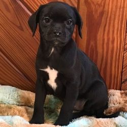 Frenchie Pug for sale