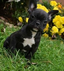 frenchie pug puppies for rehoming
