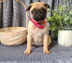 Meet this cute pug puppy