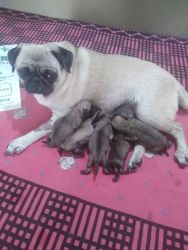 Available pug puppy