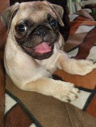 58 days pug puppy for sale