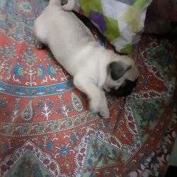 Male pug puppy for sale