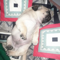 Male pug puppy is available for sale