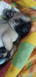 pug puppy 2month old healthy and active want to sell plz contact me