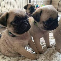 Cute Pug Puppies For Adoption