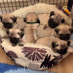 cute Pug puppies available