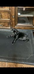 Maya: pug puppy - black