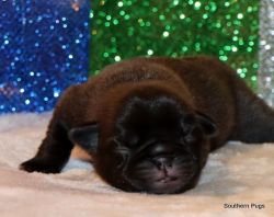 AKC Pug Puppies in Texas