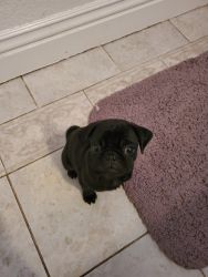 Pug puppies 2 months old Fawn and Black color male&female available