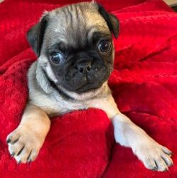 pug puppies available