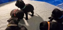 Pugs black puppies