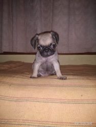 Need to sell my pug puppies age 2 months 17 days