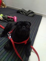 Black pug of 1.3 year male need to sale