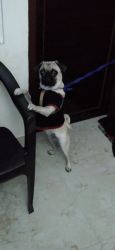 Pug nine month old female want to sell