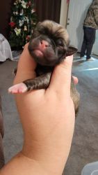 SOLD :Fawn AKC pug puppies