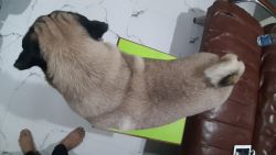 I want to sell my puppy, its a male pug price can be negotiated