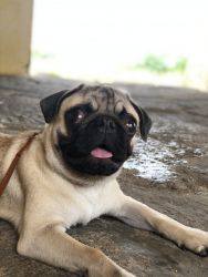 Pug Male Puppy 8Months for Sale