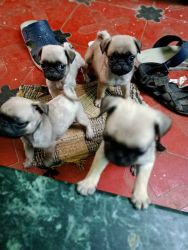 Pug puppies available in madurai