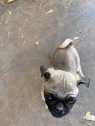 Im selling 2 three monthe old pugs