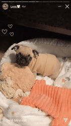 A2 months adorable playful pug for SALE!!