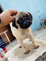 3 months old male pug for sale