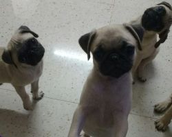 Male Pug Puppies for sale