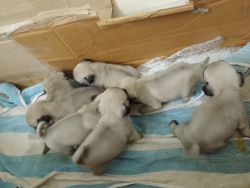Pug puppies high quality available for sale in Pune
