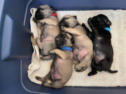 Pug Puppies for Valentines Day
