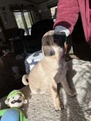 Pug Puppies for sale