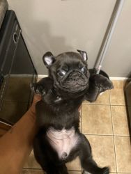 Hi I have to black pugs 1male 1female looking for a new home