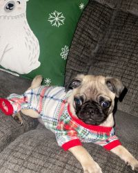 Rehoming baby pug