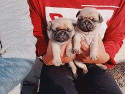 female pug puppies available