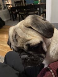 Pug (Bo) 6 mo old Great with kids, Awesome ,potty trained !