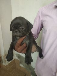 Pug for sale #female pug # grey colour