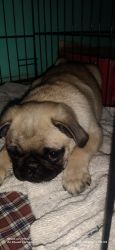 Pug puppies for selling