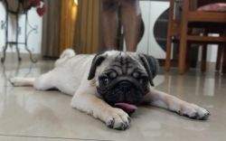 Male Pug for sale