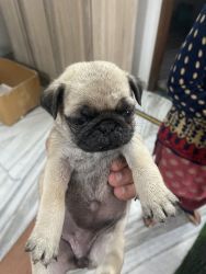 Pug puppies(male and female)