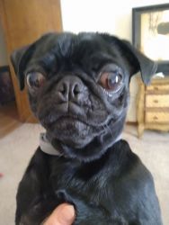 Sweet pugs for sale