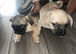 2 pug puppies 6 weeks