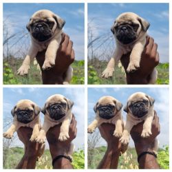 Pug puppies male and female available top quality punch face puppies