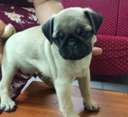 Pug male puppy for sale